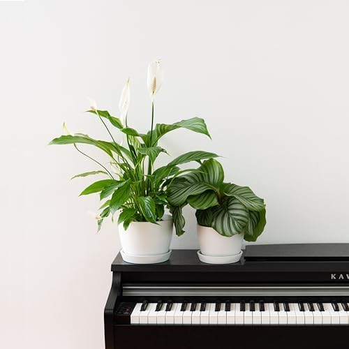 Kin 'n' Kind Set of 2 Minimalist Plant Pots (6.5" & 5.5") – Modern Indoor Planters with Drainage & Saucers & Plugs – Durable Eco-Conscious Composite, Indoor/Outdoor - Ventura Mist White - Image 6
