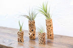 Air Plant Shop 5 Pack 3 Inch Cholla Cactus Holders with Assorted Air Plants- Wholesale and Bulk - Succulents - Live Tillandsia - Easy Care Indoor and Outdoor House Plants - Image 4