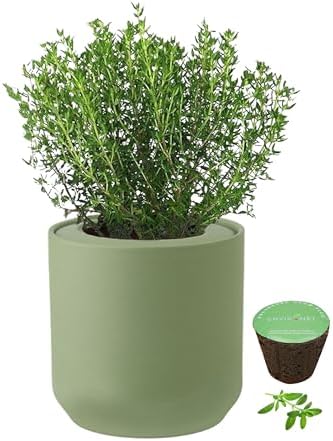 Hydroponic Herb Growing Kit, Self-Watering Kitchen Herb Garden Starter Kit with Green Ceramic Pot and Seeds (Thyme) by Environet