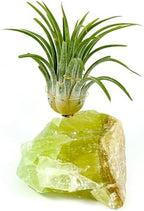 Green Calcite Air Plant Holder with Healthy Live Tillandsia - Raw Crystal Zen Office Decor - Unique Healing Stone Desk Accessory - Includes Gift Box & Care Guide - Heart Chakra Stone by Unknown