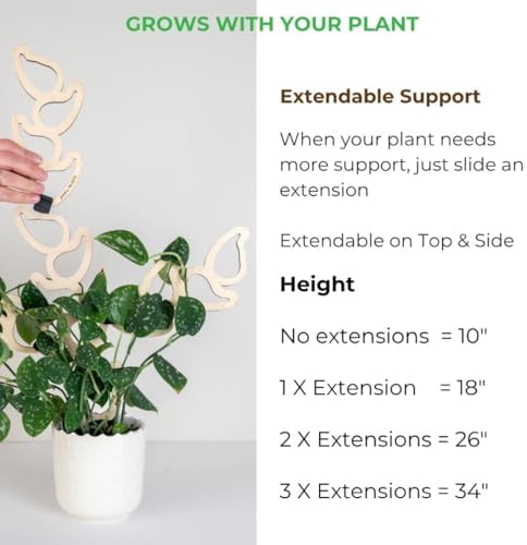 Treleaf Kora Extendable Wooden Plant Trellis Extension Kit (2 Extensions) – Modular Plant Support Add-On for Climbing Houseplants, Moss Pole Alternative for Monstera & Indoor Plants - Image 4