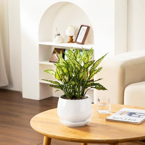 vancasso 3-Pack Ceramic Plant Pots, 7.3/9.6/11.6 Inch Indoor Planters with Saucers & Drainage Hole Planter pots for Indoor Plants and Flower, White - Image 5