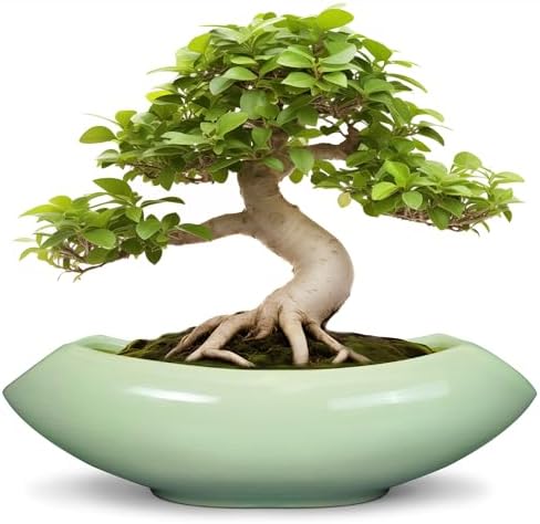 Ceramic Bonsai Pots - Large Succulent Planter 18 Inch Plant Pot Indoor Succulent Pot with Drainage Hole Outdoor Planter Bonsai Tree Pot for House Home Garden Decor Green by Teagas