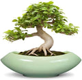 Ceramic Bonsai Pots - Large Succulent Planter 18 Inch Plant Pot Indoor Succulent Pot with Drainage Hole Outdoor Planter Bonsai Tree Pot for House Home Garden Decor Green by Teagas
