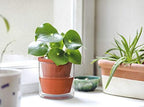 D'vine Dev Self Watering Terracotta Planter Pot, 4 in, 3-Pack, 37-Z-A-1-T - Image 6