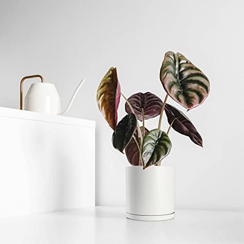 White Modern Flower Pot with Round Saucer - Fits Mid-Century Modern Plant Stand - 6 Inch Planter - Matte White Powder Coated Aluminum - Image 2
