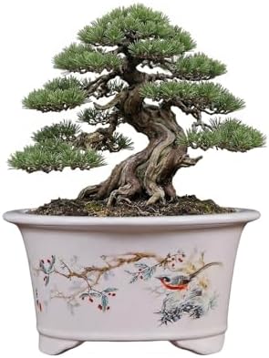 6.69" Glazed Bonsai Pots, with Drainage, Indoor-Outdoor Decor by Unknown