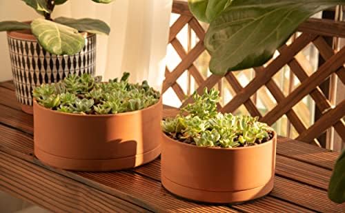 D'vine Dev Terracotta Shallow Planter Pot with Saucer, 10 in, 40-Y-B-0 - Image 2