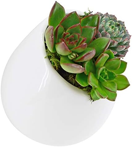 Arcadia Garden Products Small Round Wall Planter 3-Pack-Glossy White - Image 3