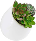 Arcadia Garden Products Small Round Wall Planter 3-Pack-Glossy White - Image 3