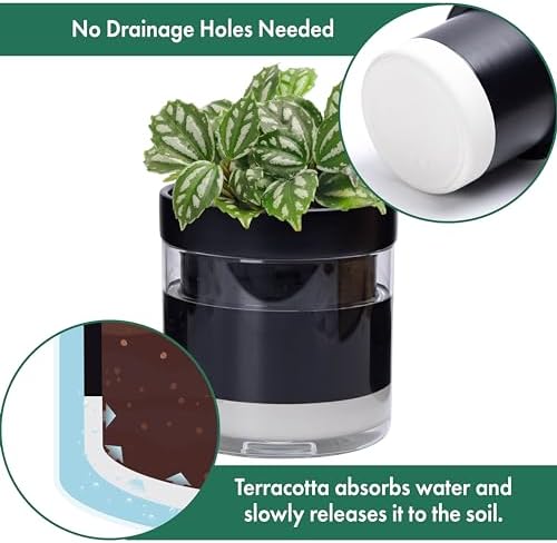 Phoenix Vine 6 Inch Self Watering Planter Pot, Black Terracotta Clay Pot with Glass Reservoir for Indoor Plants, Herbs, Flowers, Set of 2, 52-C-F-2 - Image 5