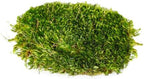 Super Moss Mood Moss Preserved Natural Green 1200cuin, Fresh Green, 200 in3 Bag (Appx. 8oz) (21539) (Pack of 2) - Image 2