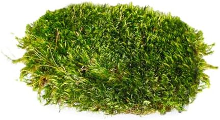 Super Moss Mood Moss Preserved Natural Green 1200cuin, Fresh Green, 200 in3 Bag (Appx. 8oz) (21539) (Pack of 2) - Image 2
