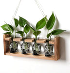 Plant Propagation Stations Halloween Skull Plant Terrarium Kit by CYZglass