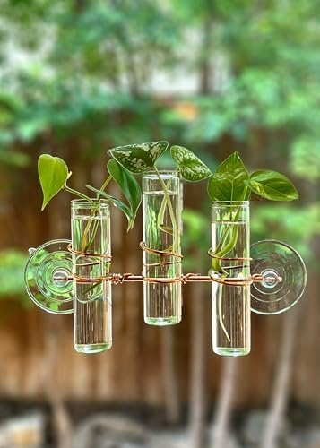 3 Lily Window Plant Propagator- Window Propagation Station with Removable Glass Test Tubes for Indoor Clippings, Cut Flowers, Herbs, Succulents | Home Decor | Plant Lover Gift (3 Lily) - Image 4