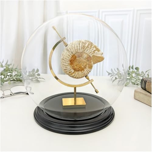 Plymor 7.5" x 8.5" Glass Display Dome Globe Cloche (Black Wood Veneer Base), Pack of 2 - Image 2