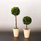 Real Preserved Yellow Evergreen Potted Tree Globe Tree Basin Territory Flower Pot Home Decor Farm House (22 Inch Length) - Image 6