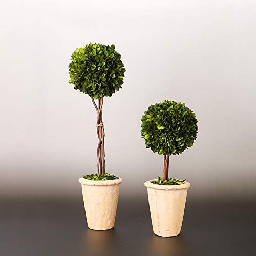 Real Preserved Yellow Evergreen Potted Tree Globe Tree Basin Territory Flower Pot Home Decor Farm House (22 Inch Length) - Image 6