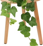 American Plant Exchange English Ivy – Live 6-Inch Potted Trailing Vine, Low-Maintenance Air-Purifying Houseplant for Hanging Baskets, Shelves & Indoor Home or Office Décor - Image 4