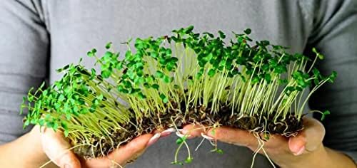 Organic Microgreens Premium Potting Mix by Gardenera - 10 Quart - Sustainably Sourced Ingredients for Eco-Friendly Gardening - (2 Bags of 5QT) - Image 3