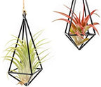 3 Pack Black Metal Pendant Hanging Planter with Assorted Medium Air Plant - Macrame Holder for Indoor Plants - Succulent Plant Hanger - Available in Wholesale and Bulk- Home and Garden Décor - Image 2