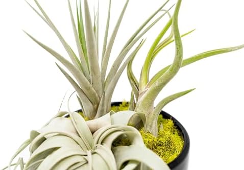 Air Plant Shop Large Assembled Air Plant Bowl Garden - Wholesale and Bulk - Succulents - Live Tillandsia - Easy Care Indoor and Outdoor House Plants (1 Xerographica and 2 Large Air Plants) - Image 2