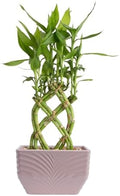 Costa Farms Lucky Bamboo Plant, Easy to Grow Live Houseplant in Indoor Bamboo Pot, Potting Mix, Grower's Choice, Birthday Gift, Home, Office, Plant Shelf Zen Room Decor, 12-Inches Tall by Unknown