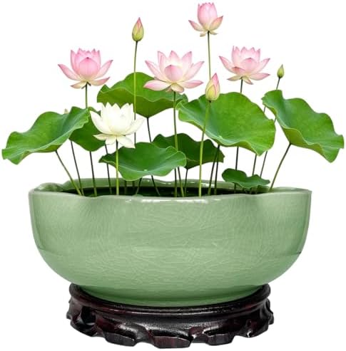 MUZHI Lotus Flower Bowl Planter for Water Lily Seeds 8", Elegant Hole-Free Ice Crack Hydroponic Pink Lotus Plant Bowl Pot with Stand by MUZHI