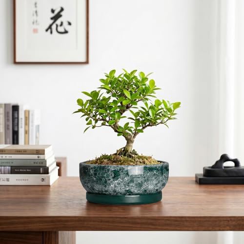 8 Inch Ceramic Bonsai Tree Pots with Saucer, Droplet Green - Image 7