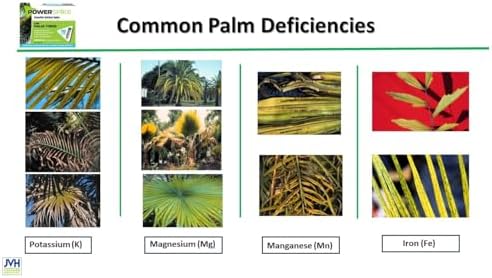 for Palm Trees, Palm Tree Fertilizer Spike. Essential Nutrient Spike specifically formulated to Effectively Feed and fertilize All Types of Palm Trees and Address Common Deficiencies. (20) - Image 2