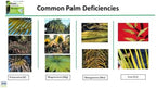 for Palm Trees, Palm Tree Fertilizer Spike. Nutrient Spike formulated to Feed and fertilize All Types of Palm Trees and Address Common Deficiencies. Triple Pack (30 Spikes) 9.6 LBS - Image 2