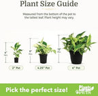 Easy to Grow Houseplants (12 Pack) Live House Plants in Plant Containers, Growers Choice Plant Set in Planters with Potting Soil Mix, Home Décor Planting Kit or Outdoor Garden Gifts by Plants for Pets - Image 6