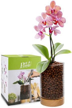 Pot & Pebble C1 Large Glass Orchid Pot, Wood Base - LECA Semi-Hydro Planter - Image 2