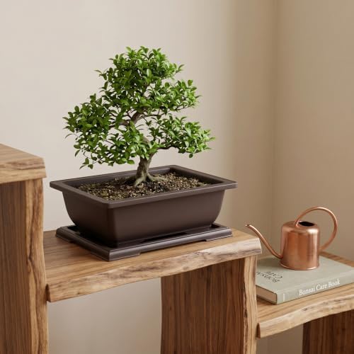 JEUIHAU 4 Pack 14 Inch Bonsai Training Pots with Tray, Rectangular Plant Pot with Drainage Hole, Brown Bonsai Tree Pot, Plastic Bonsai Planter Pots for Succulent, Herb, Flower, Potted Plant - Image 6