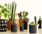 D'vine Dev 20-Pack Plastic Pots with Saucers, 2-4 in, Black, 74-U-B - Image 6