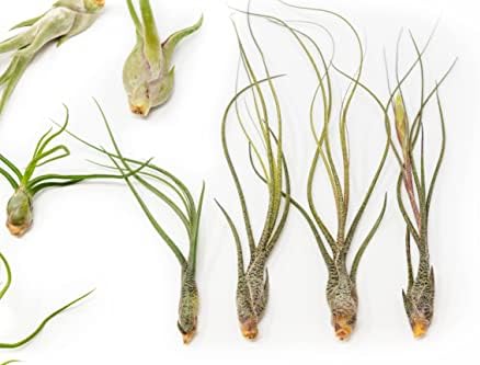 Pack of Wild Ones Air Plants -Tillandsia Caput Medusae, Butzii & Bulbosa Guatemala - Available in Wholesale and Bulk - Home and Garden Decor- Easy Care Indoor/Outdoor Air Plants (Pack of 25) - Image 3