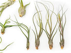 Pack of Wild Ones Air Plants - Tillandsia Caput Medusae, Butzii & Bulbosa Guatemala - Succulent House Plants for Holders - Available in Wholesale/Bulk - Easy Care Indoor/Outdoor Plants (Pack of 50) - Image 3
