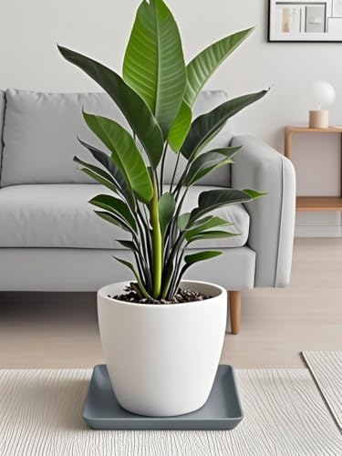 Square Ceramic Plant Saucer Tray 12 13 14 Inch Grey,14" OD x12.2 ID x1.6 Deep, Sturdy Heavy Duty Glazed Planter Drip Flower pots with Catch Basin for Indoor Outdoor Plants(14" Grey) - Image 5