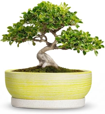 10 Inch Ceramic Bonsai Planter with Saucer, Brushed Yellow by Unknown