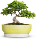 10 Inch Ceramic Bonsai Planter with Saucer, Brushed Yellow by Unknown