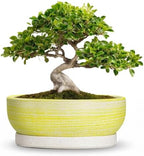 10 Inch Ceramic Bonsai Planter with Saucer, Brushed Yellow by Unknown