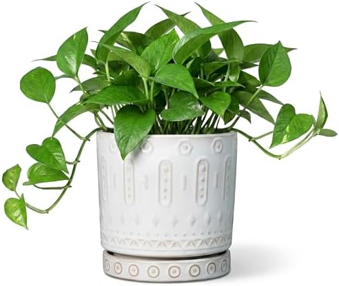 Eightpot Ceramic Planter, 6 Inch Pot for Plants with Drainage Holes and Tray, Round Plant Pots for Indoor Outdoor Plants, Boho Decorative Flower Pots, Home Room Decor, Gifts for Women, White by Eightpot
