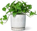 Eightpot Ceramic Planter, 6 Inch Pot for Plants with Drainage Holes and Tray, Round Plant Pots for Indoor Outdoor Plants, Boho Decorative Flower Pots, Home Room Decor, Gifts for Women, White by Eightpot