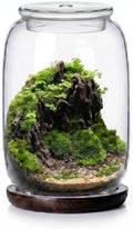 Glass terrariums for Plants .Venus Fly Trap Terrarium jar with Lid and Base. for Succulents, Moss.Indoor Home Decor.Mini Garden Planter by Unknown