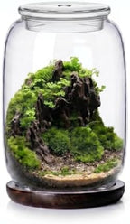 Glass terrariums for Plants .Venus Fly Trap Terrarium jar with Lid and Base. for Succulents, Moss.Indoor Home Decor.Mini Garden Planter by Unknown