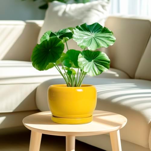 SQOWL Ceramic Plant Pot - 8 Inch Planter for Indoor Outdoor, Decorative Plant Pot with Drainage Hole and Saucer, Modern Round Planter for Flower, Desk Decor, Housewarming Gifts, Yellow - Image 2