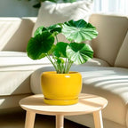 SQOWL Ceramic Plant Pot - 8 Inch Planter for Indoor Outdoor, Decorative Plant Pot with Drainage Hole and Saucer, Modern Round Planter for Flower, Desk Decor, Housewarming Gifts, Yellow - Image 2