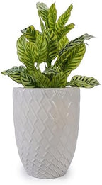 Artisan Crafted Ceramic Plant Pot Patio Garden Planter Drainage Hole Thick Clay Vessel Breathable Heavy Holder Sculptural Container Herbs Succulents Citrus Tree Balcony Decorative Accent (White) by WEALTHGIRL