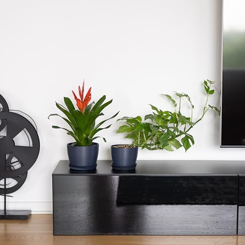 Kin 'n' Kind Set of 2 Minimalist Plant Pots (6.5" & 5.5") – Modern Indoor Planters with Drainage & Saucers & Plugs – Durable Eco-Conscious Composite, Indoor/Outdoor - Pacifica Wave Blue - Image 6
