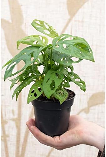 GARDENERA Five Holes Monstera Potting Mix - Retains Moisture and Enhances Root Growth - 5 Quart - Image 5